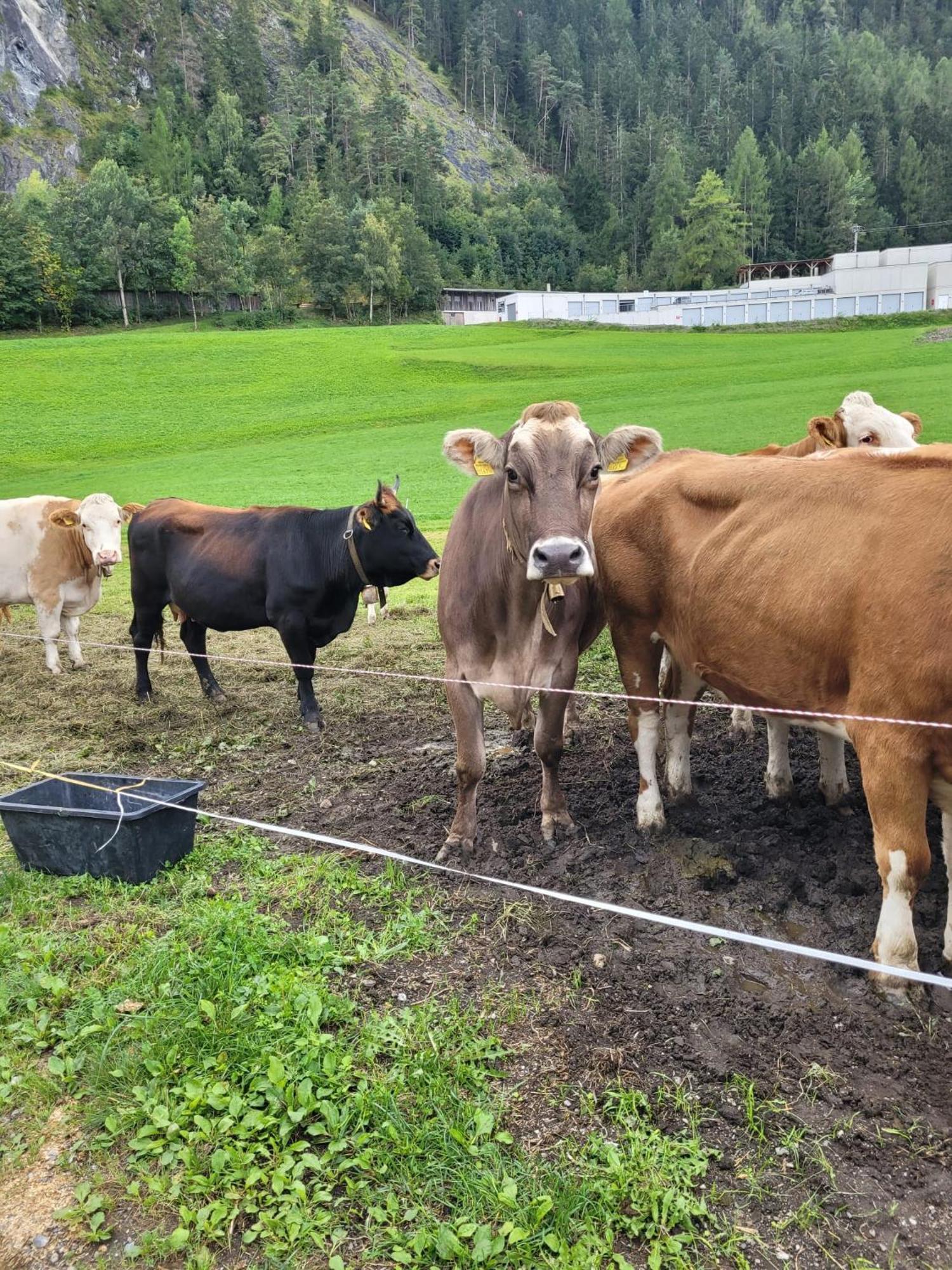 Ferienhof Bichlhof Arzl im Pitztal Eksteriør bilde