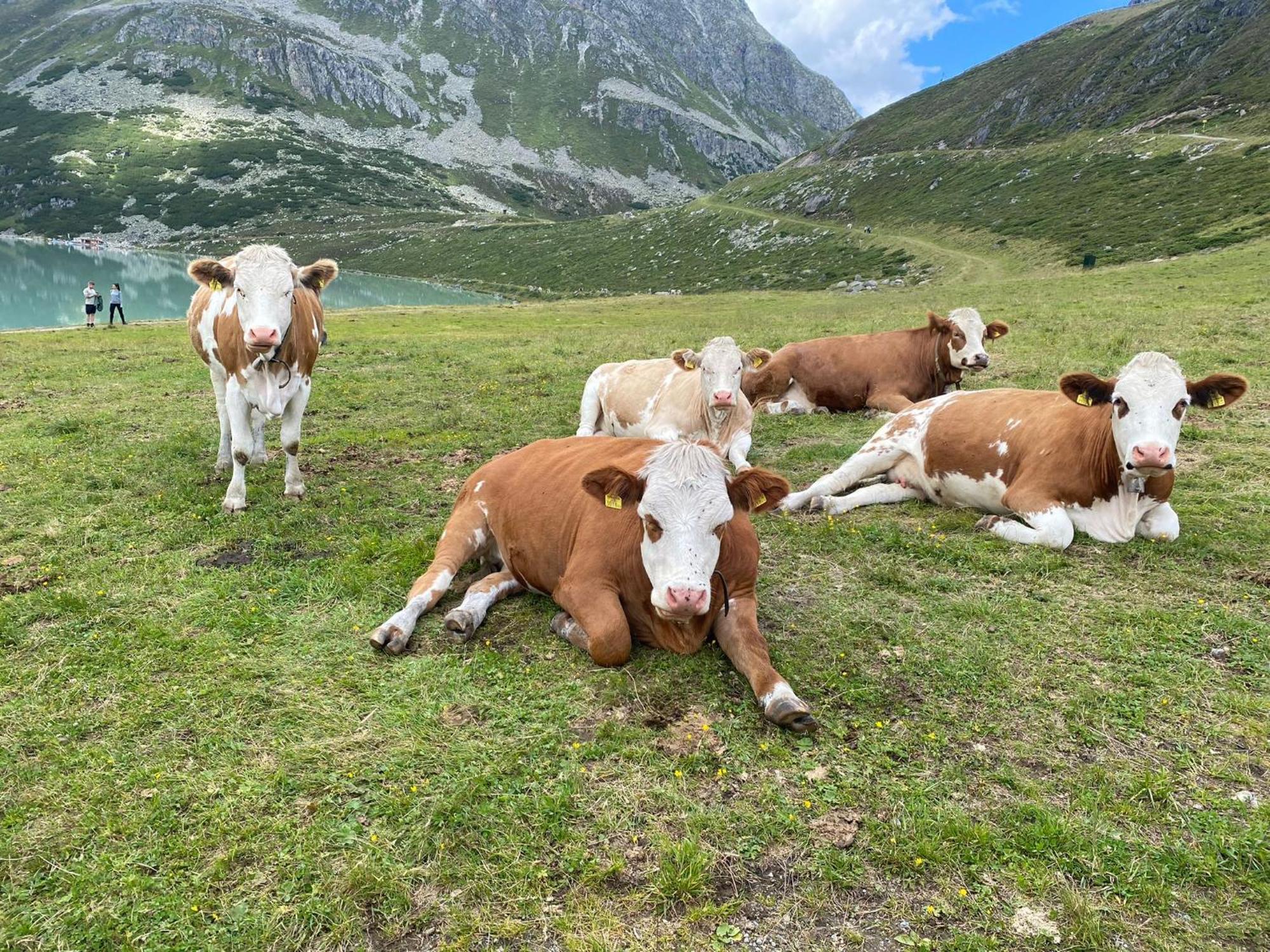 Ferienhof Bichlhof Arzl im Pitztal Rom bilde